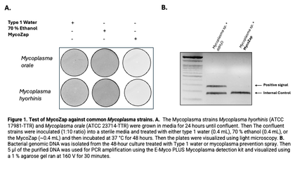 🍁CSR MycoZap, Mycoplasma Prevention Spray
