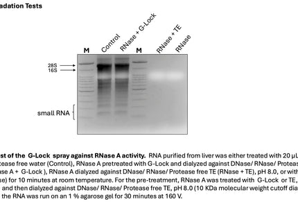 HoppeSyler G-Lock DNA & Protein Decontamination Spray