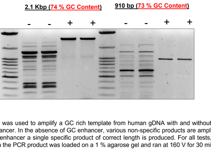 🍁 CSR 2X Taq Master Mix (with Dye)