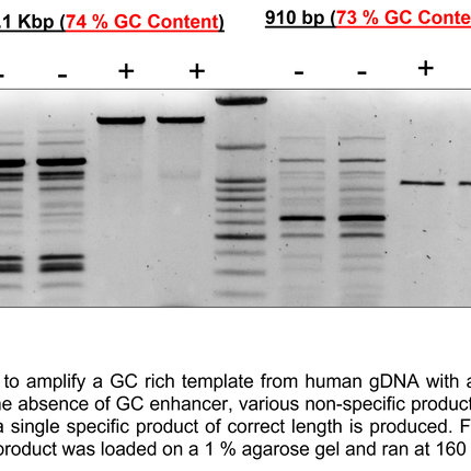 🍁 CSR High Fidelity DNA Polymerase, with 5X High Fidelity PCR Buffer (no dNTPs)