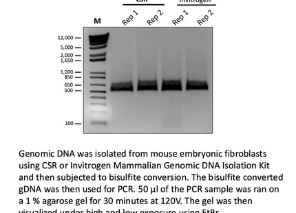 🍁 CSR Mammalian Genomic DNA Isolation Kit
