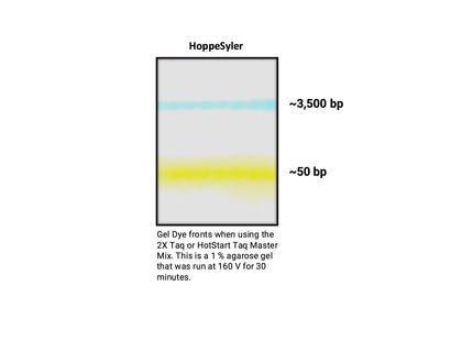 HoppeSyler 2X Taq Master Mix with Dye