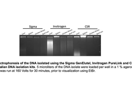 🍁 CSR Mammalian Genomic DNA Isolation Kit