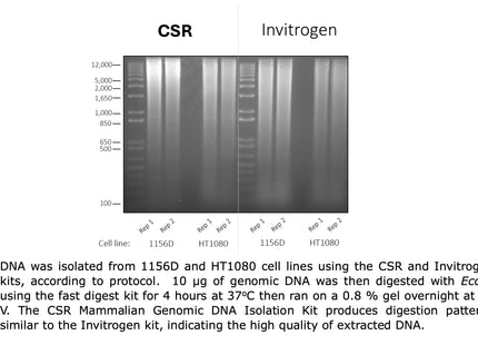 🍁 CSR Mammalian Genomic DNA Isolation Kit