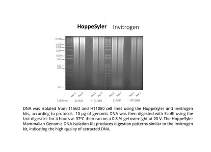 HoppeSyler Mammalian Genomic DNA Purification Kit