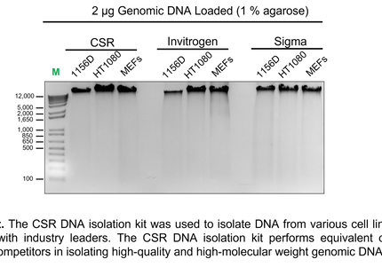 🍁 CSR Mammalian Genomic DNA Isolation Kit
