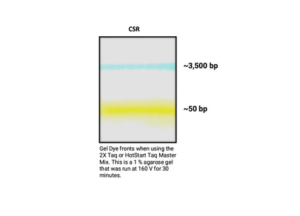 🍁 CSR 2X Taq Master Mix (with Dye)