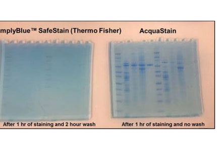 Acquastain 1-Step Protein Stain, 1 L