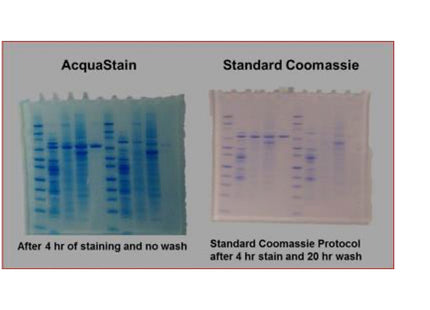 Acquastain 1-Step Protein Stain, 1 L