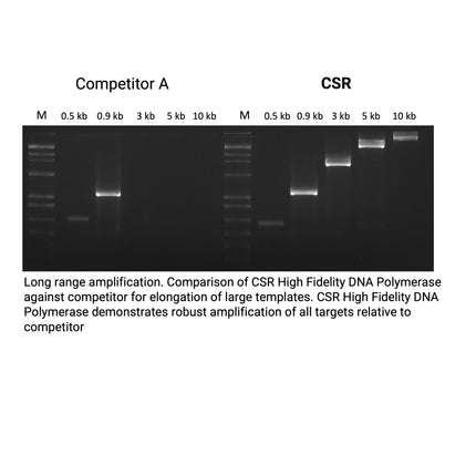 🍁 CSR High Fidelity DNA Polymerase, with 5X High Fidelity PCR Buffer (no dNTPs)