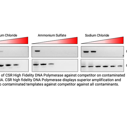 🍁 CSR High Fidelity DNA Polymerase, with 5X High Fidelity PCR Buffer (no dNTPs)