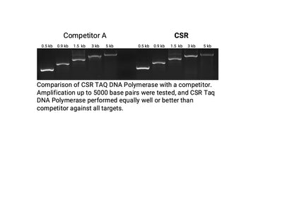 🍁 CSR Taq DNA Polymerase, with 10X Reaction Buffer (no dNTPs)